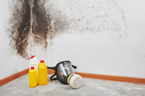 Best Mold Remediation for Specific Building Types in Munfordville, KY