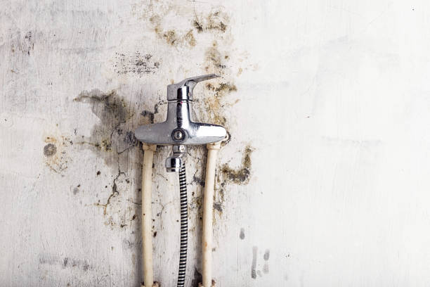 Best Mold Testing and Inspection Services in Munfordville, KY