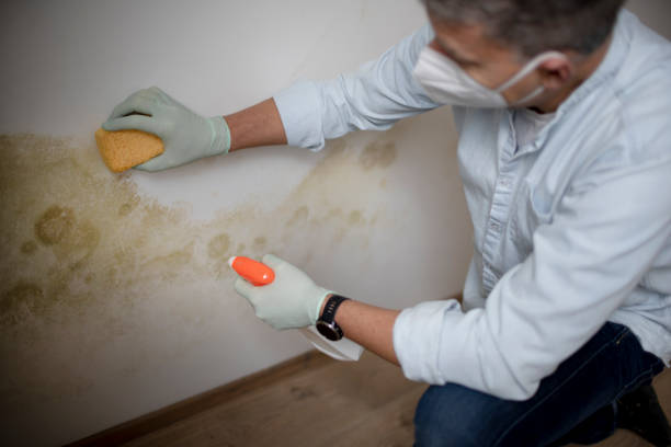 Best Crawl Space Mold Remediation in Munfordville, KY