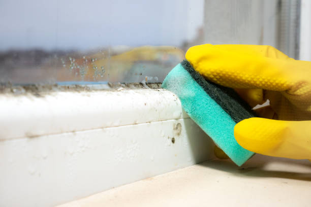 Best Attic Mold Remediation in Munfordville, KY