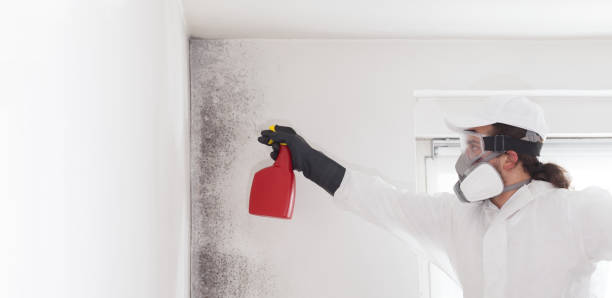 Best Residential Mold Remediation in Munfordville, KY