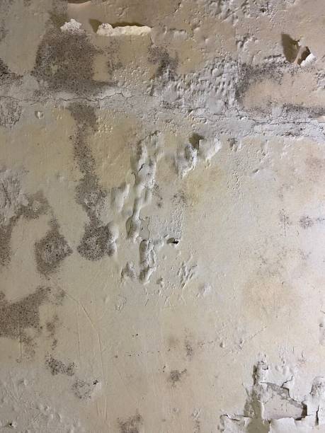 Best Black Mold Remediation in Munfordville, KY