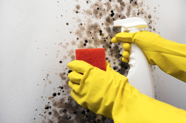 Best DIY Mold Remediation Support Services in Munfordville, KY