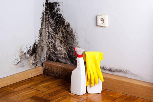 Best Basement Mold Remediation in Munfordville, KY