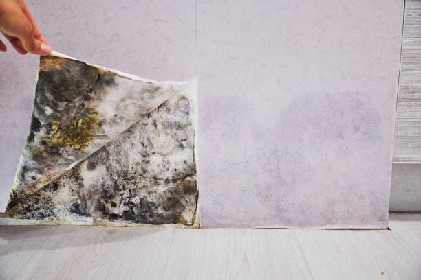 Best Bathroom Mold Remediation in Munfordville, KY